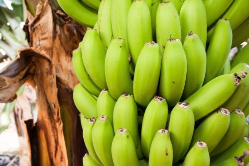 Bananai, Musa, Gentis, Bananų Augalas, Musaceae, Užpildas, Plantacija, Desertinis Bananas, Egzotiškas, Valgyti, Maistas, Flora, Gamta, Žalias, Geltona