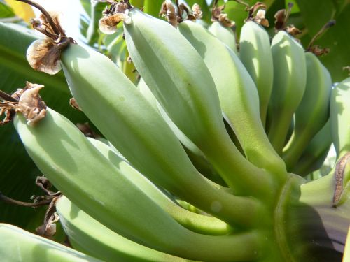 Bananai, Žalias, Bananinis Krūmas, Augalas, Vaisiai, Atogrąžų, Skanus, Nesubrendusio
