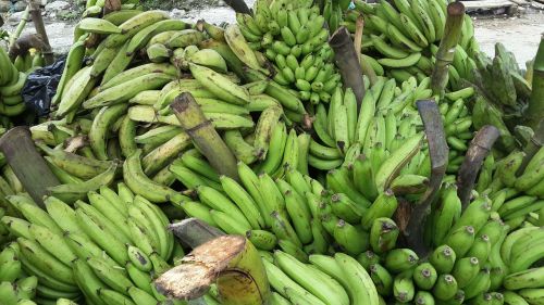 Bananai, Bananų Medis, Žalias, Vaisiai