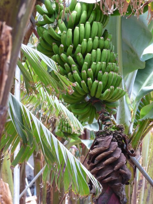 Bananai, Bananų Gėlė, Žolė, Vaisiai, Žalias, Lapai