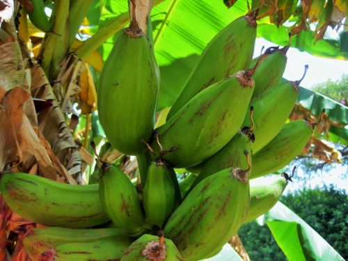 Medis,  Bananai,  Vaisiai,  Krūva,  Žalias,  Bananai Ant Bananų Medžio