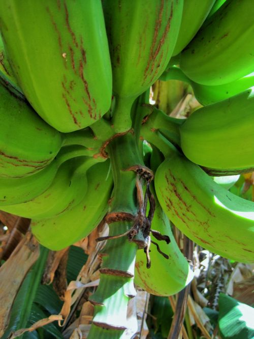 Medis,  Bananai,  Vaisiai,  Krūva,  Žalias,  Bananai Ant Medžio