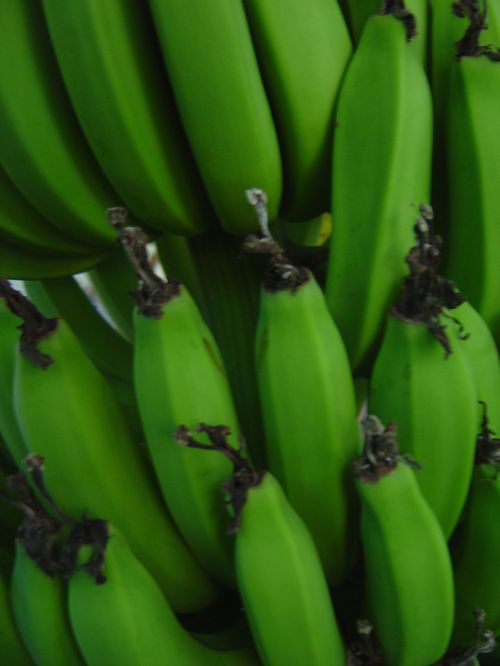 Bananai,  Bananas,  Medis,  Žalias,  Bananai Uždaryti