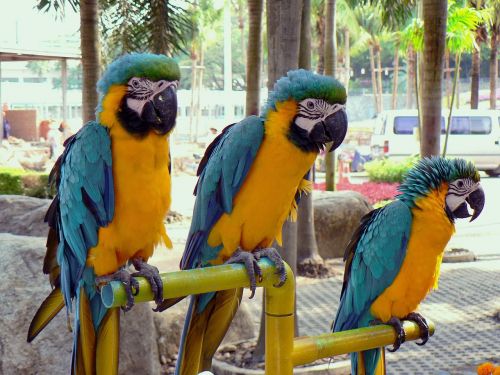 Bangkokas, Papūgos, Macaws, Geltona, Mėlynas, Trio