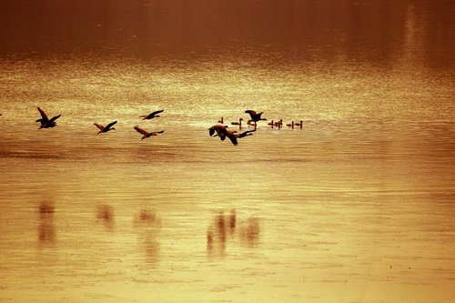 Bangladešas,  Upė,  Paukštis