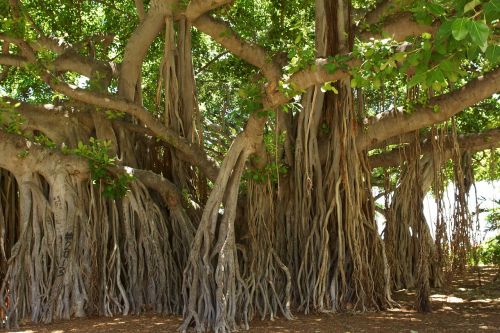 Banyan Tree, Honolulu, Hawaii