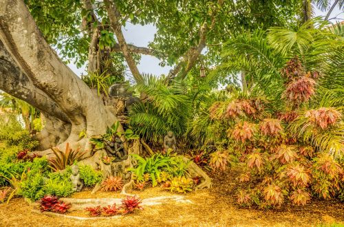 Banyan Tree, South Florida, Shangri-La, Medis, Gamta, Aplinka, Lapai