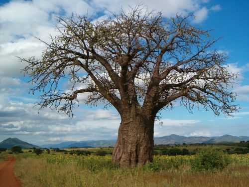Baobabas, Mediena, Tanzanija, Afrika