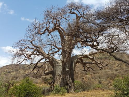 Baobabas, Afrika, Tanzanija, Safari, Gamta, Karater Ngorongoro