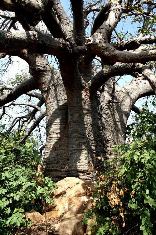 Baobabas, Medis, Afrika