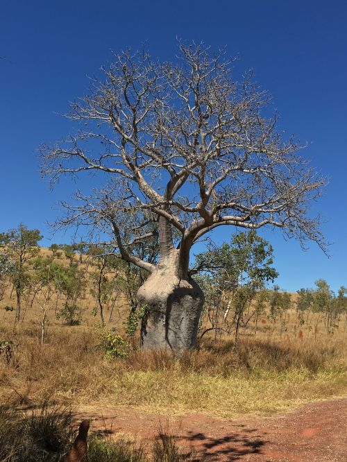 Baobabas, Medis, Australia