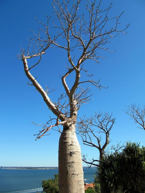 Baobabas, Medis, Perth, Australia, Botanikos, Sodas, Gamta, Dangus, Filialai