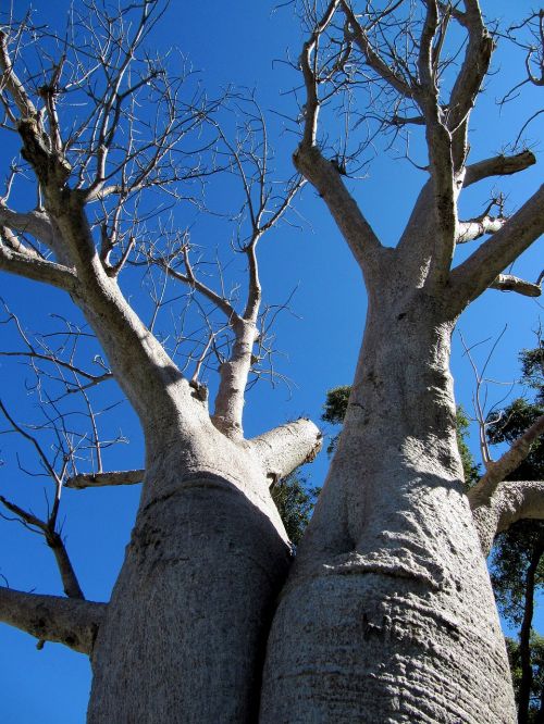Baobabas, Perth, Karalių Parkas, Medis, Adansonia Digitata, Negyvas Žiurkės Medis, Beždžionių Duonos Medis, Aukštyn Kojom Medis, Danties Medaus Grietinėlė, Australia