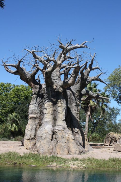 Baobabas, Medis, Dangus, Kraštovaizdis, Filialas, Gamta, Ruduo, Medžiai, Vanduo, Vasara