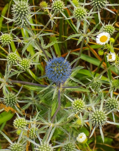 Spyglys,  Puokštė,  Gėlės,  Nustatyti,  Floros,  Šuoliai,  Adatos,  Žolė,  Mėlyna,  Šviesus,  Nuotaika,  Meadow,  Vasara,  Laukas,  Žydi,  Sodas