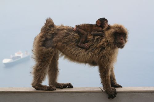 Barbary Ape, Gibraltaras, Beždžionė