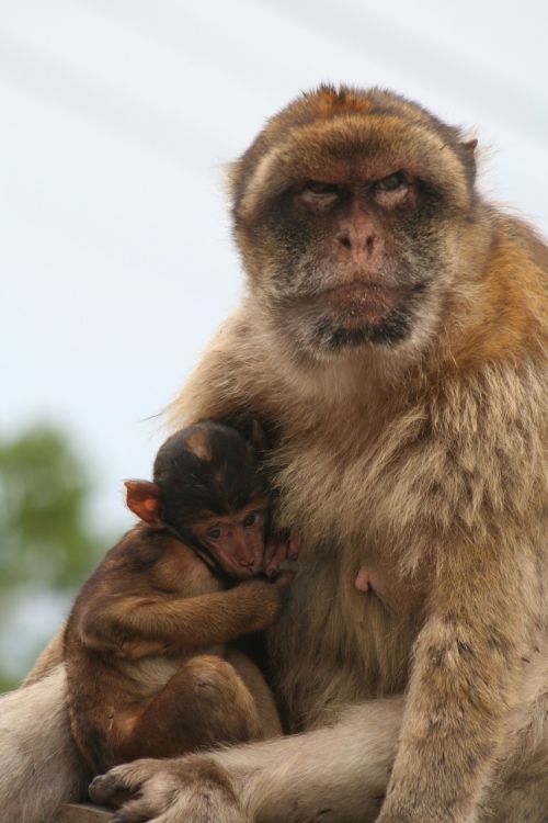 Barbary Ape, Gibraltaras, Beždžionė
