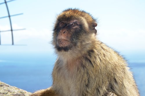 Barbary Beždžionės,  Beždžionė Roko,  Gibraltaras