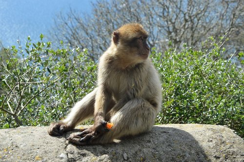 Barbary Beždžionės,  Beždžionė Roko,  Gibraltaras