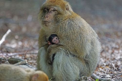 Barbary Ape, Kūdikis, Beždžionių Kalnas, Salem