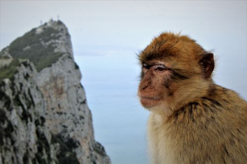 Gibraltaras,  Uk,  Ispanija,  Rokas,  Turizmas,  Šventė,  Ape,  Barbary,  Viduržemio Jūros,  Barbarų Beždžionė Gibraltare