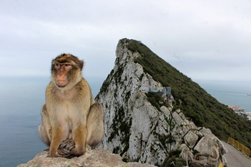 Gibraltaras,  Uk,  Ispanija,  Andalūzija,  Šventė,  Costa,  Del,  Sol,  Ape,  Beždžionė,  Makakos,  Barbary,  Barbarų Drebulys Gibraltare