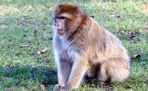 Barbary Macaque, Beždžionė, Barbary, Makakas, Laukinė Gamta, Primatas, Ape, Žinduolis, Gyvūnas, Gamta, Fauna, Lauke, Laukiniai, Kailis, Ruda, Magot
