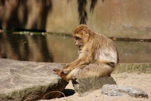 Barbary Macaque, Beždžionė, Beždžionės, Gyvūnai, Gamta, Žinduolis