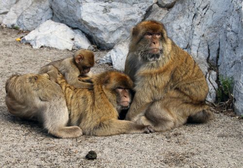 Barbary Macaque, Beždžionės, Gyvūnas, Laukinė Gamta, Gamta, Ape, Primatas, Gibraltaras, Lauke, Fauna, Šeima