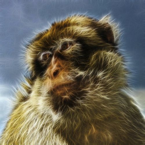 Barbary Macaque, Paprastas Makakas, Berberafė, Primatas, Žinduolio Pobūdis, Gyvūnas, Fraktalas, Menas, Grafika, Abstraktus, Meno Kūriniai