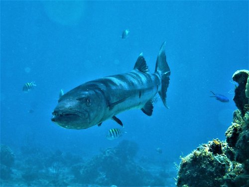 Barracuda,  Scuba,  Cozumel,  Žuvis,  Vandenynas,  Predator,  Karibų Jūros