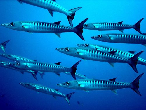 Barracuda, Žuvis, Nardymas, Meeresbewohner, Povandeninis Pasaulis, Egzotiškas, Jūrų Augalija Ir Gyvūnija, Gamta, Papuanas