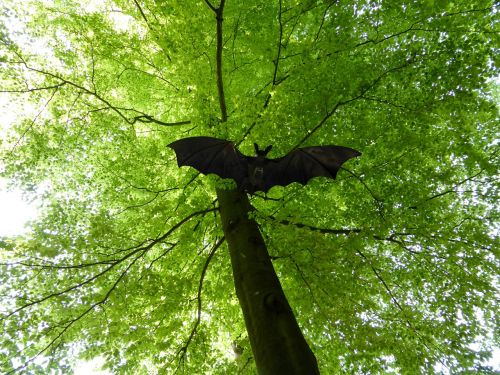 Šikšnosparnis, Figūra, Lapuočių Medis, Šviesiai Žalia, Pavasaris