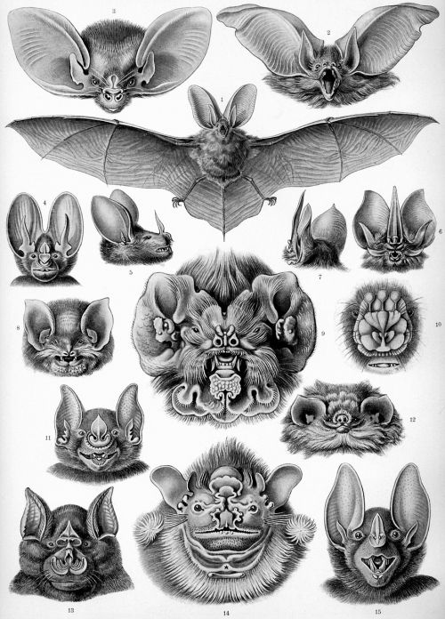 Šikšnosparnis, Šikšnosparniai, Haeckel Chiroptera, Žinduoliai, Microchiroptera
