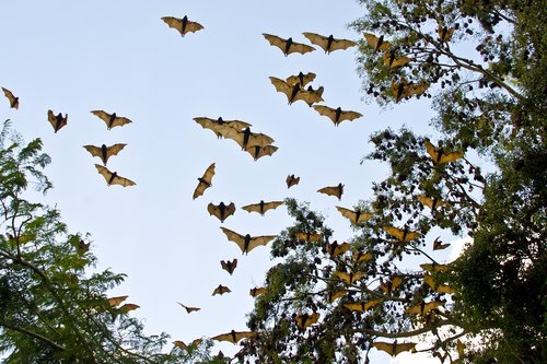 Šikšnosparniai,  Plaukioja Lapės,  Vaisių Šikšnosparniai,  Australija,  Gyvūnijos,  Gamta