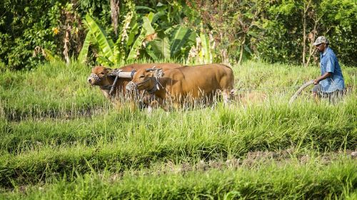 Bauer, Karvės, Indonezija, Bali, Lauko Darbas, Žemdirbystė, Tradiciškai