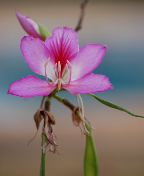 Bauhinia, Gėlė, Rožinis, Spalva, Dekoratyvinis, Pavasaris