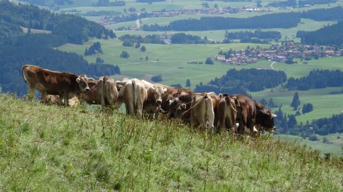 Bavarija, Allgäu, Nesselwang, Kappler Alpe, Karvės, Vaizdas, Panorama