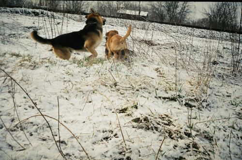 Sniegas,  Šunys,  Žaisdami Šunis