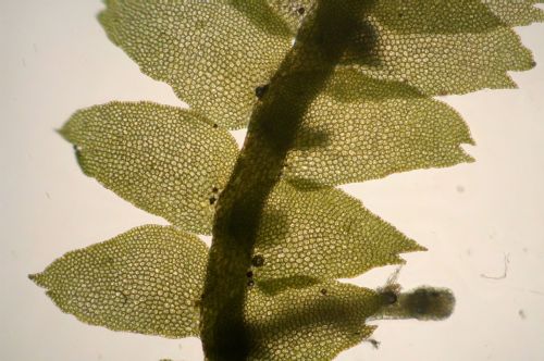Bazzania, Flaccida, Livervortas, Lepidoziaceae, Jungermanniales, Jungermanniopsida, Marchantiophyta, Planta 