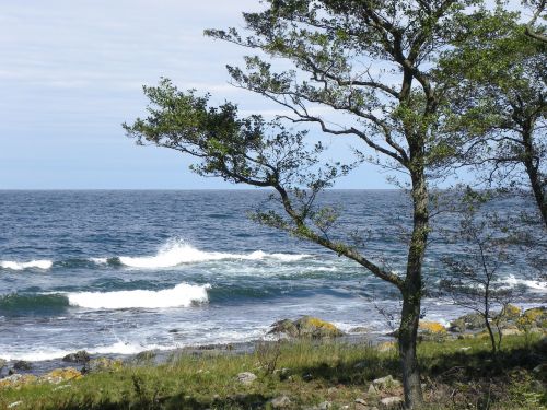 Papludimys, Jūra, Baltijos Jūra, Kranto, Akmenukas, Šventė, Banga, Medis, Vanduo, Galva, Naršyti, Bornholm