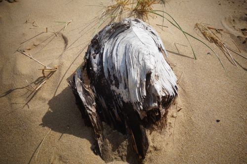 Papludimys, Mediena, Driftwood, Smėlis, Vandenynas