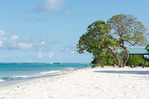 Papludimys, Dharavandhoo, Baa, Maldyvai