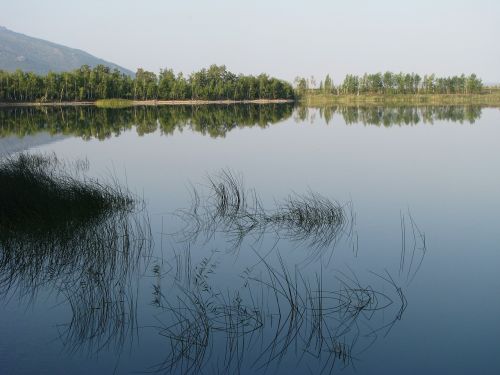 Papludimys, Ežeras, Žolė