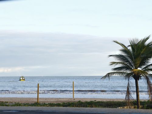 Papludimys, Sol, Kokoso Medis