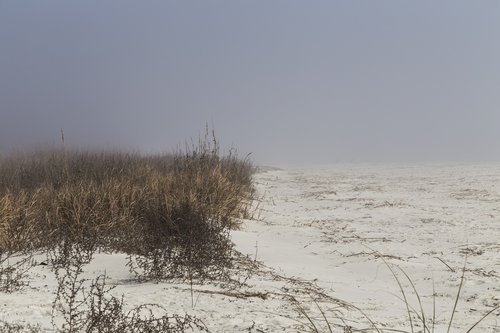 Papludimys,  Smėlis,  Vandenynas,  Jūra,  Dune,  Žolė