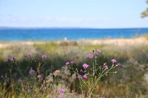 Papludimys,  Violetinė,  Thistle,  Žolė,  Vasara