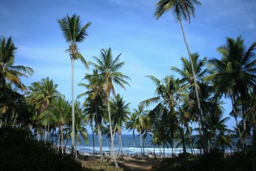 Papludimys, Mar, Kokoso Medžiai, Namelis, Bahia