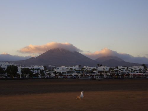 Papludimys, Jūra, Kepuraitė, Paukštis, Kalnas, Kajakas, Fuerteventura, Ispanija