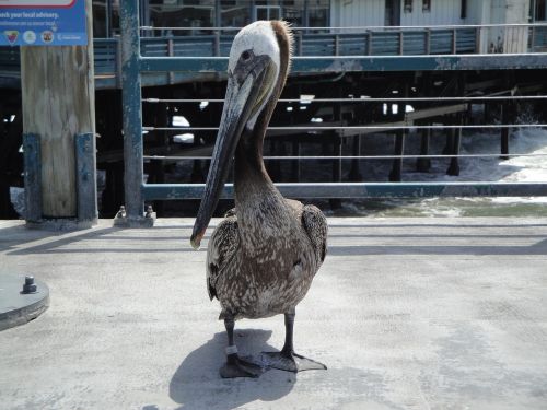 Paplūdimio Paukštis, Jūrų Kyla, Redondo Paplūdimys, Pelican, Paplūdimio Gyvenimas, Vanduo, Vandenynas, Kalifornijos Paplūdimys, Hermosa Paplūdimys, Paukštis, Kajakas